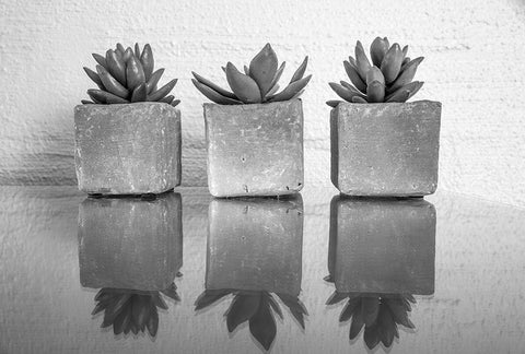 Potted Succulent Black Ornate Wood Framed Art Print with Double Matting by Bill Carson Photography