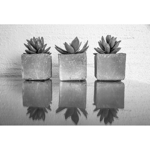 Potted Succulent White Modern Wood Framed Art Print by Bill Carson Photography