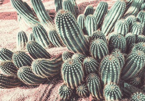 Cactus Muted Burst Black Ornate Wood Framed Art Print with Double Matting by Bill Carson Photography