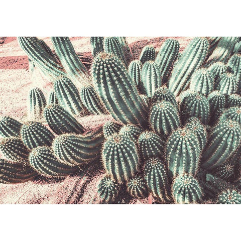 Cactus Muted Burst White Modern Wood Framed Art Print by Bill Carson Photography