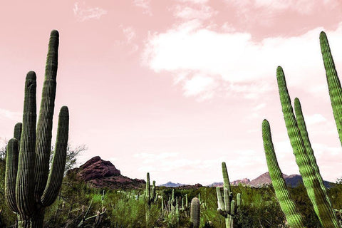 Cactus Landscape Under Pink Sky Black Ornate Wood Framed Art Print with Double Matting by Bill Carson Photography