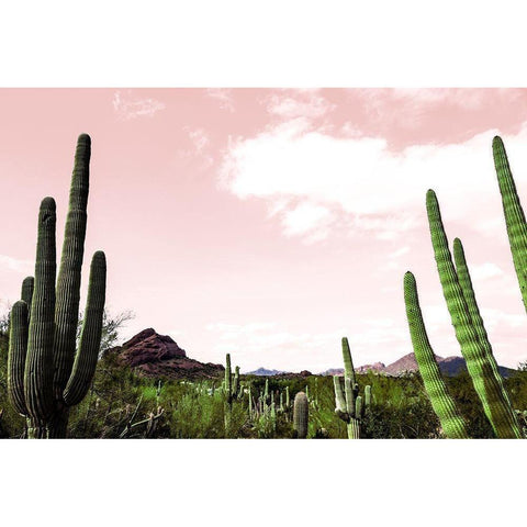 Cactus Landscape Under Pink Sky Black Modern Wood Framed Art Print with Double Matting by Bill Carson Photography