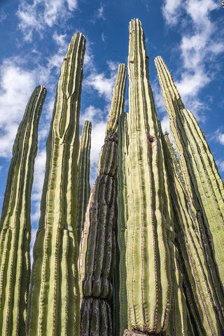 Tall Garden of Cactus White Modern Wood Framed Art Print with Double Matting by Bill Carson Photography
