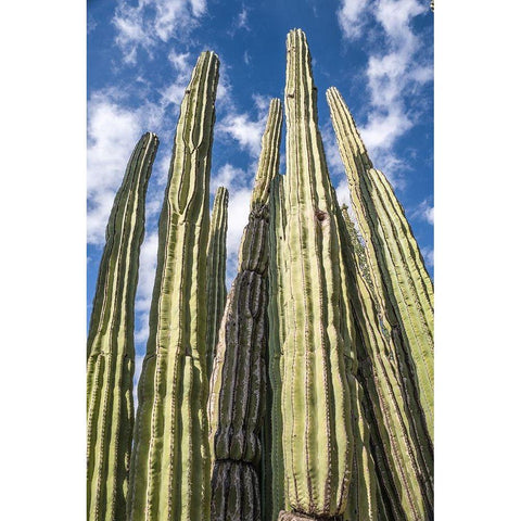 Tall Garden of Cactus White Modern Wood Framed Art Print by Bill Carson Photography