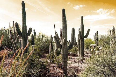 Cactus Field Under Golden Skies Black Ornate Wood Framed Art Print with Double Matting by Bill Carson Photography