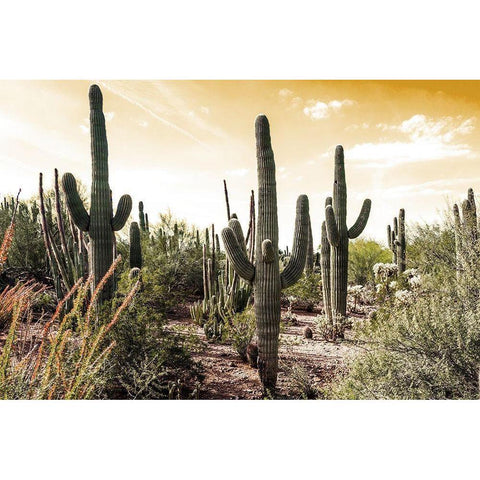 Cactus Field Under Golden Skies Black Modern Wood Framed Art Print with Double Matting by Bill Carson Photography