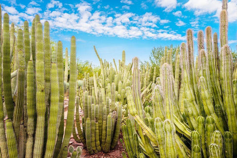 Cactus Garden Black Ornate Wood Framed Art Print with Double Matting by Bill Carson Photography