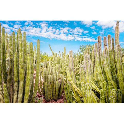 Cactus Garden Black Modern Wood Framed Art Print by Bill Carson Photography