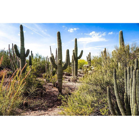 Into the Desert White Modern Wood Framed Art Print by Bill Carson Photography