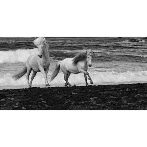 Beach Horses White Modern Wood Framed Art Print by Walker, Carol