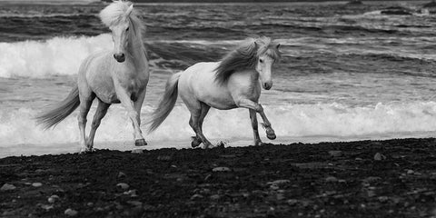 Beach Horses Black Ornate Wood Framed Art Print with Double Matting by Walker, Carol