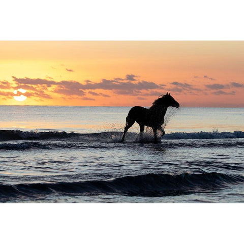 Sunset Horse on the Beach White Modern Wood Framed Art Print by Walker, Carol