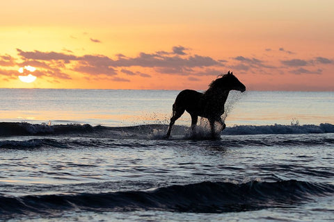 Sunset Horse on the Beach Black Ornate Wood Framed Art Print with Double Matting by Walker, Carol