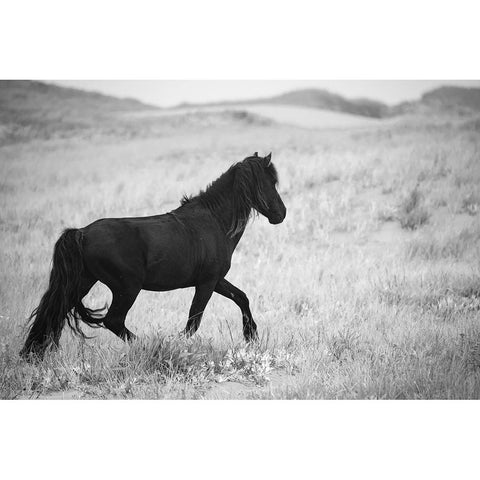 Black Pony White Modern Wood Framed Art Print by Walker, Carol