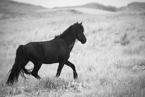 Black Pony Black Ornate Wood Framed Art Print with Double Matting by Walker, Carol