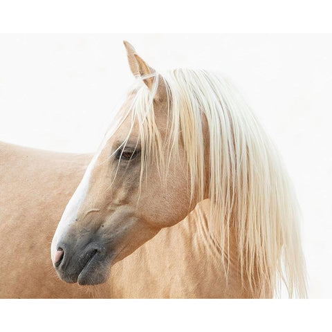 Gazing Palomino White Modern Wood Framed Art Print by Walker, Carol