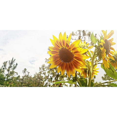 Summer Sunflower I White Modern Wood Framed Art Print by Wilson, Kali