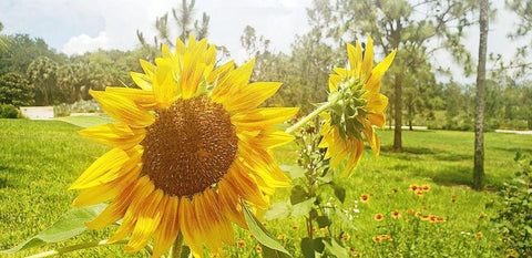 Summer Sunflower II White Modern Wood Framed Art Print with Double Matting by Wilson, Kali