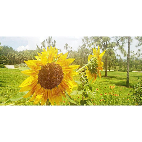 Summer Sunflower II Black Modern Wood Framed Art Print with Double Matting by Wilson, Kali