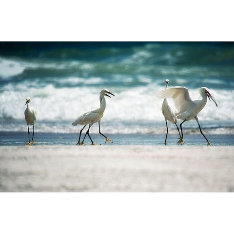 Egret Walk White Modern Wood Framed Art Print by Nawrocke, Bruce