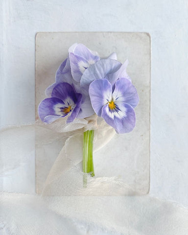 A Little Beauty White Modern Wood Framed Art Print with Double Matting by Gardner, Sarah