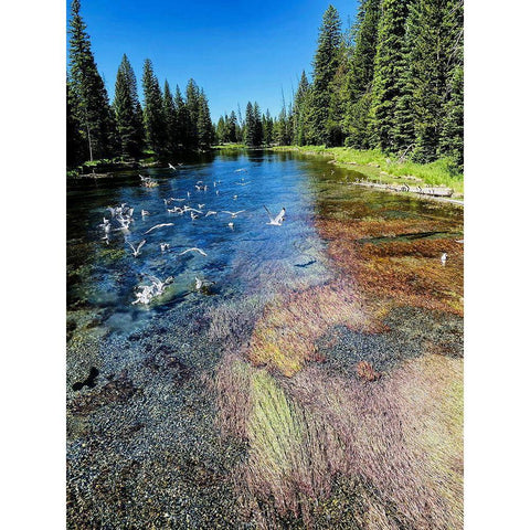Peaceful Stream Black Modern Wood Framed Art Print with Double Matting by Coppel, Anna