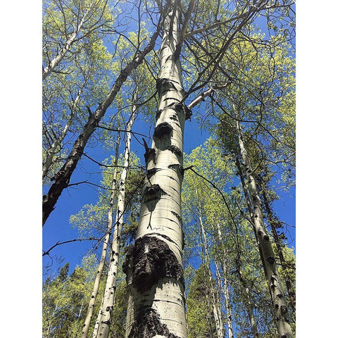 Aspens Reaching for the Sky Black Modern Wood Framed Art Print with Double Matting by Coppel, Anna
