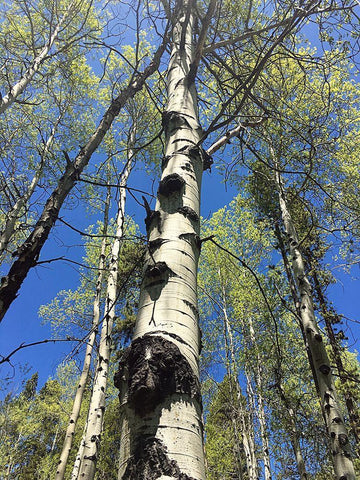 Aspens Reaching for the Sky Black Ornate Wood Framed Art Print with Double Matting by Coppel, Anna