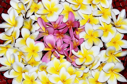 Floating Petals White Modern Wood Framed Art Print with Double Matting by Coppel, Anna