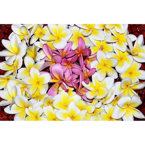 Floating Petals Black Modern Wood Framed Art Print by Coppel, Anna
