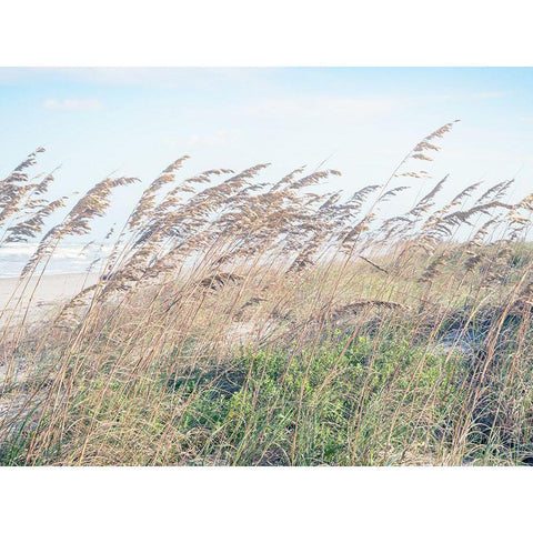 Eastern Beach Grass I Black Modern Wood Framed Art Print by Bonnett, Stede