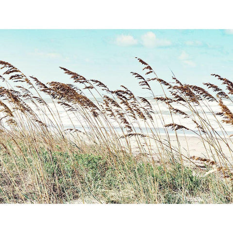 Eastern Beach Grass II Black Modern Wood Framed Art Print by Bonnett, Stede