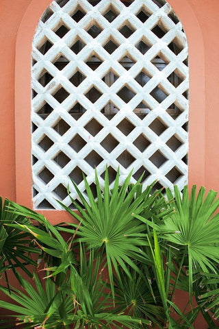 Mexican Fan Palms Black Ornate Wood Framed Art Print with Double Matting by Wilson, Kali