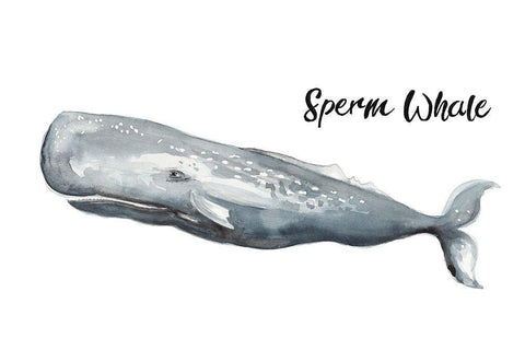 Sperm Whale White Modern Wood Framed Art Print with Double Matting by Pinto, Patricia