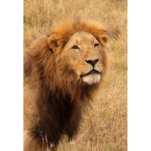 Lions Intent Stare Gold Ornate Wood Framed Art Print with Double Matting by Mansfield, Kathy