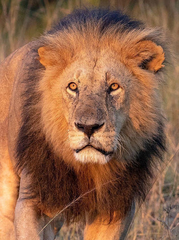 Approaching Lion White Modern Wood Framed Art Print with Double Matting by Mansfield, Kathy