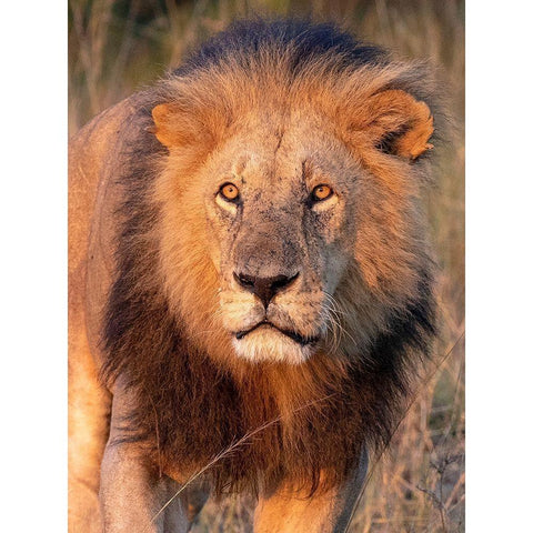 Approaching Lion Black Modern Wood Framed Art Print by Mansfield, Kathy