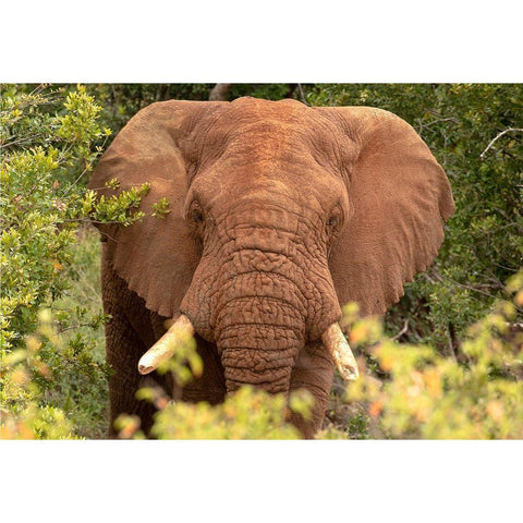 Elephant on Alert Gold Ornate Wood Framed Art Print with Double Matting by Mansfield, Kathy