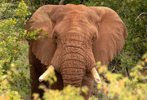 Elephant on Alert White Modern Wood Framed Art Print with Double Matting by Mansfield, Kathy