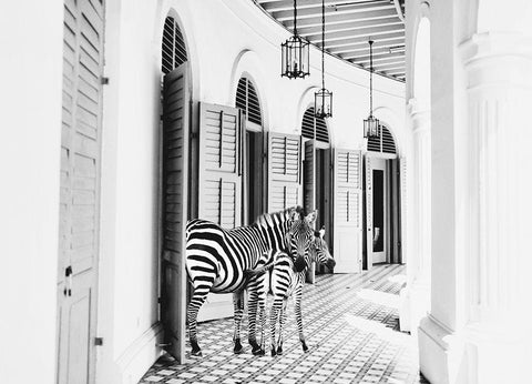 Zebra Hotel Black Ornate Wood Framed Art Print with Double Matting by Mansfield, Kathy