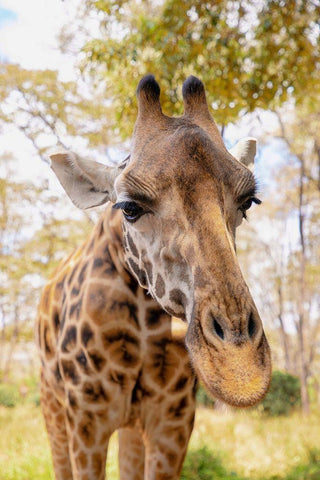 Curious Giraffe White Modern Wood Framed Art Print with Double Matting by Mansfield, Kathy