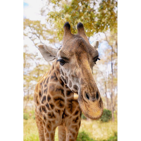 Curious Giraffe Gold Ornate Wood Framed Art Print with Double Matting by Mansfield, Kathy
