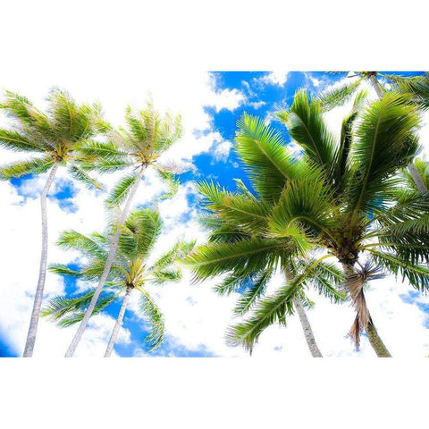 Hawaii Oahu Palms Black Modern Wood Framed Art Print by Bill Carson Photography
