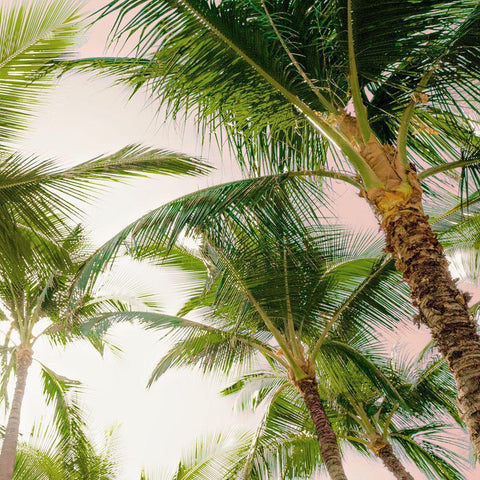 Bright Oahu Palms I Gold Ornate Wood Framed Art Print with Double Matting by Bill Carson Photography