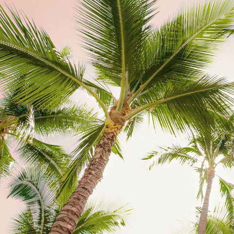 Bright Oahu Palms II White Modern Wood Framed Art Print by Bill Carson Photography