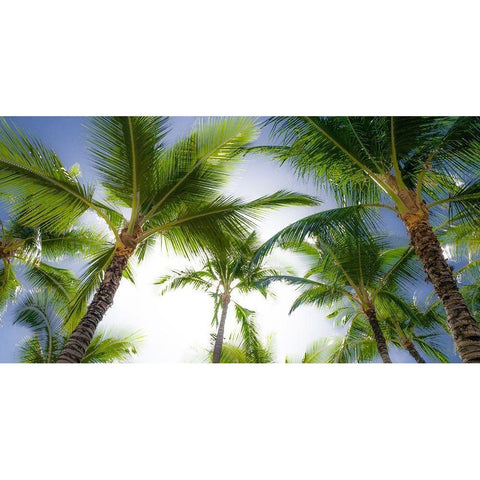 Oahu Palms Black Modern Wood Framed Art Print by Bill Carson Photography