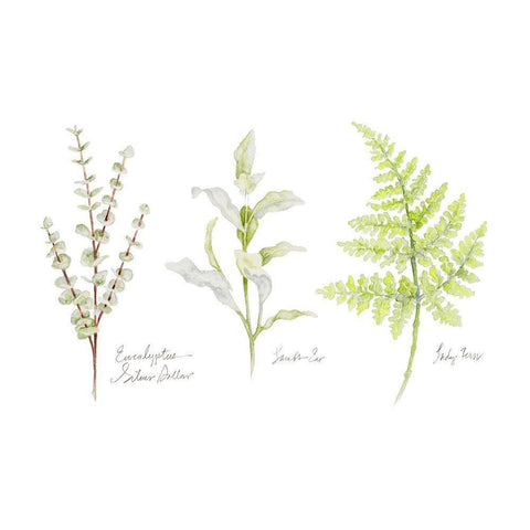 Named Ferns II Black Modern Wood Framed Art Print by Gaynor, Janice