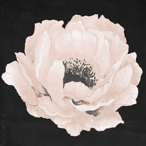 Pink Flower on Black II White Modern Wood Framed Art Print by Medley, Elizabeth