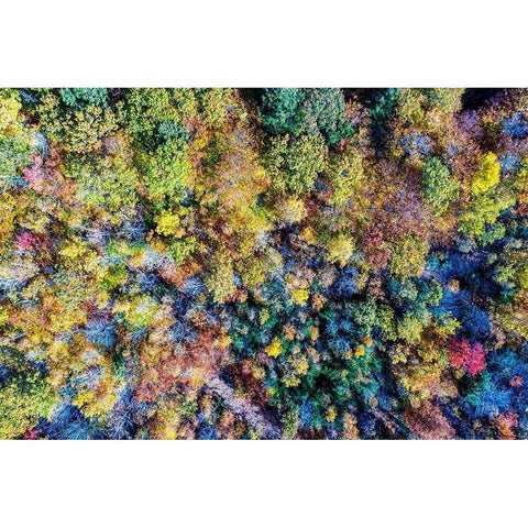 Aerial Fall Trees Black Modern Wood Framed Art Print with Double Matting by Veilleux, Jason