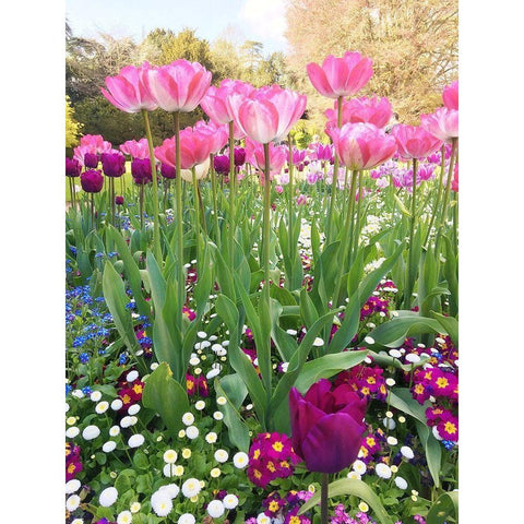 Spring Garden Black Modern Wood Framed Art Print by Jane, Sarah